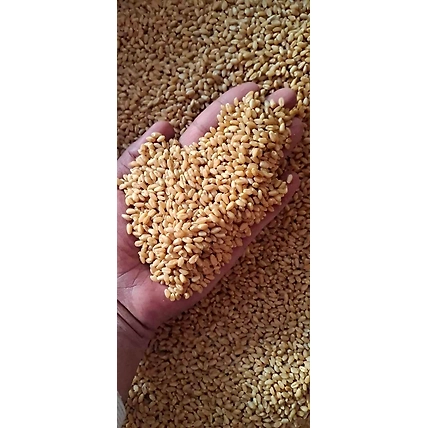 Whole Wheat-5