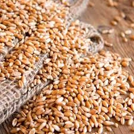 Whole Wheat-2