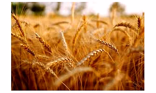 Whole Wheat