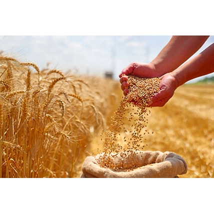 Whole Wheat-3