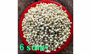 MAKHANA 6+ HP