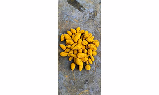 Turmeric