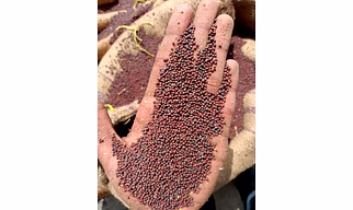 Mustard seeds & Mustard powder