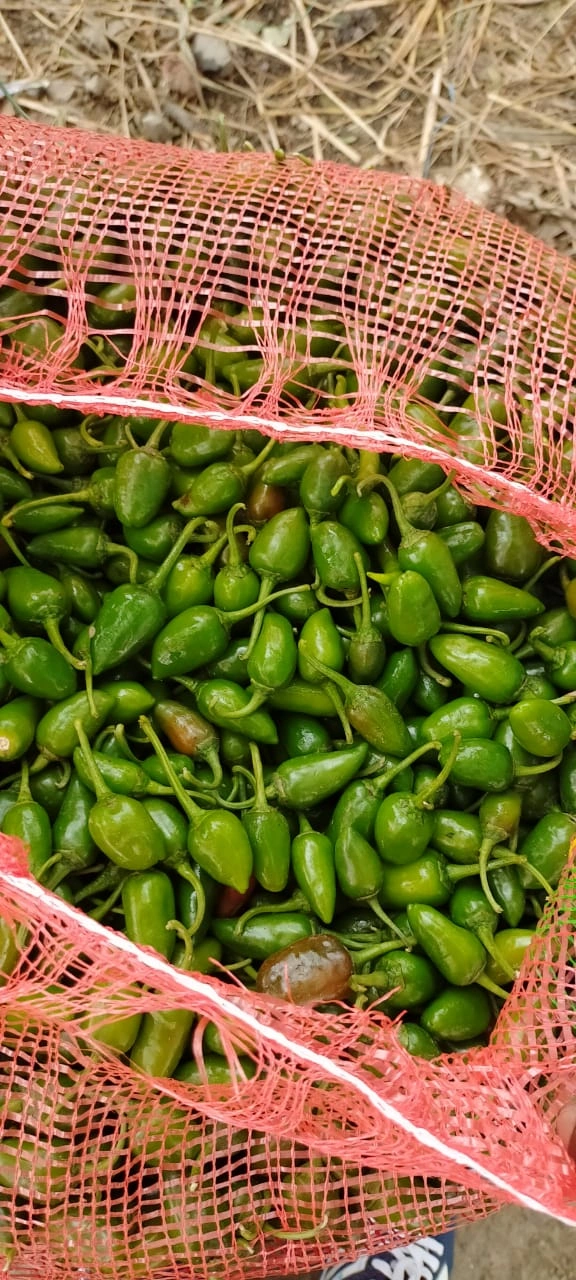 Bullet Green Chilli-1