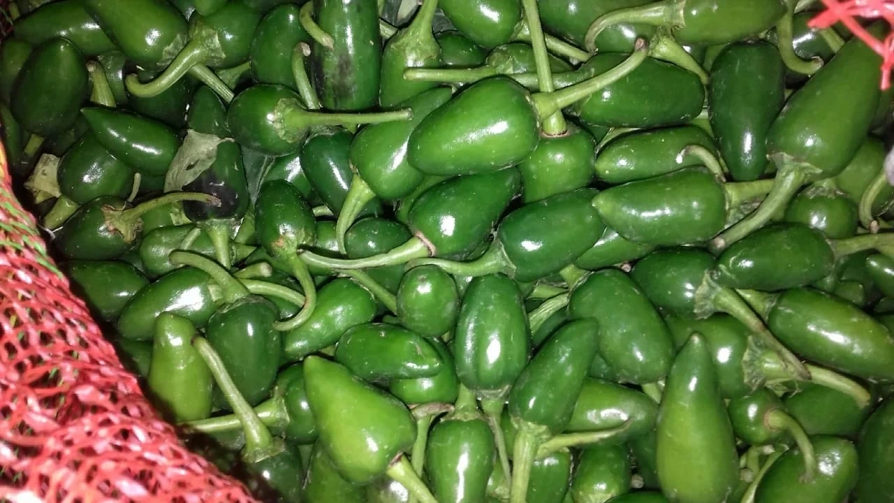 Bullet Green Chilli-3