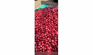 Fresh Onion