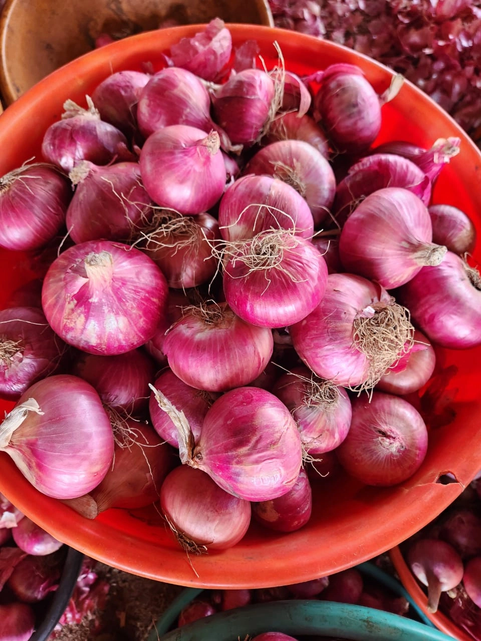 NASIK FRESH RED ONION-4