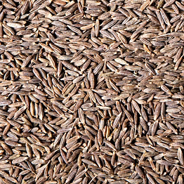 cummin seeds