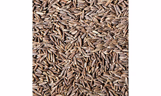 Cummin seeds