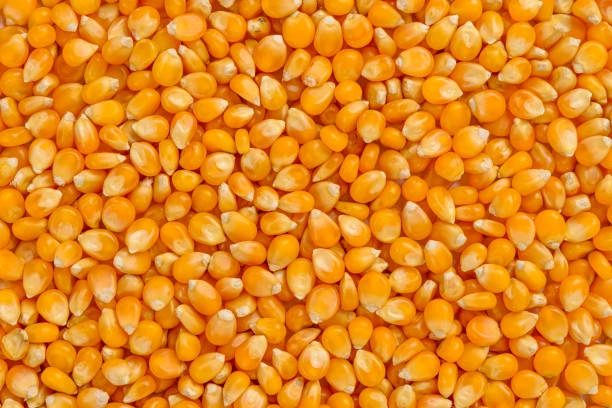 MAIZE-1