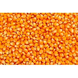 MAIZE