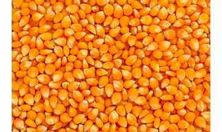 MAIZE
