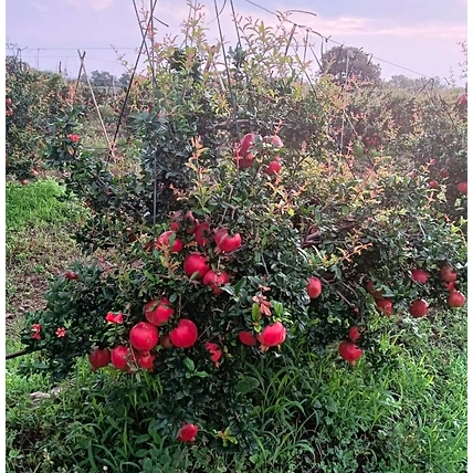 Fresh Pomegranate-1
