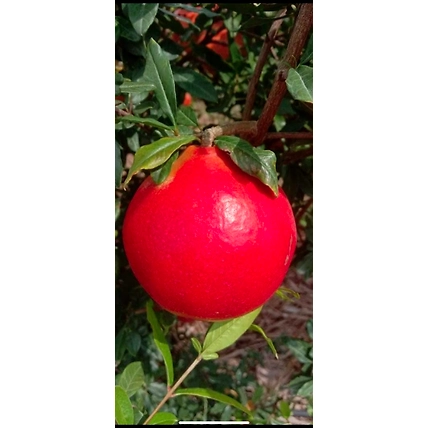 Fresh Pomegranate-2