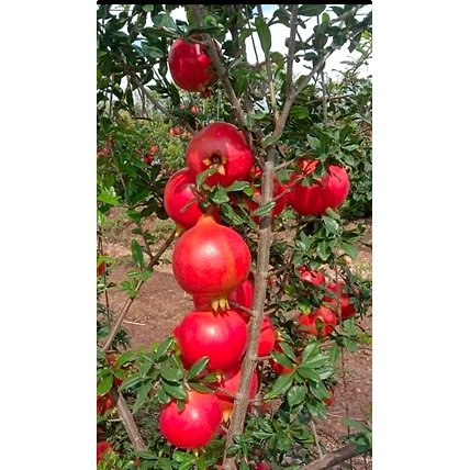 Fresh Pomegranate-3