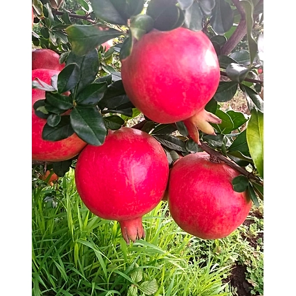 Fresh Pomegranate-4