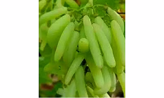 Fresh Grapes - Green, Red, Black
