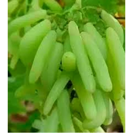 Fresh Grapes - Green, Red, Black-12661555