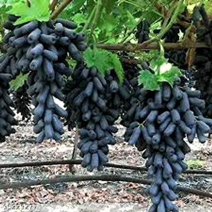 Fresh Grapes - Green, Red, Black-1