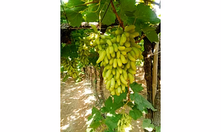 Grapes