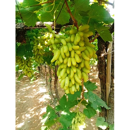Grapes-12675119