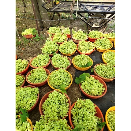 Grapes-5
