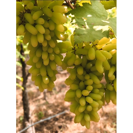 Grapes-1