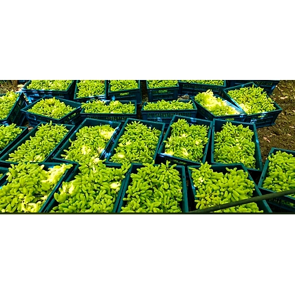 Grapes-3