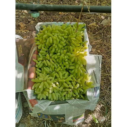 Grapes-4