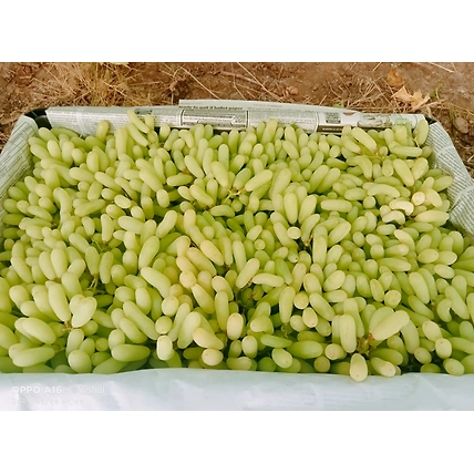 Grapes-2