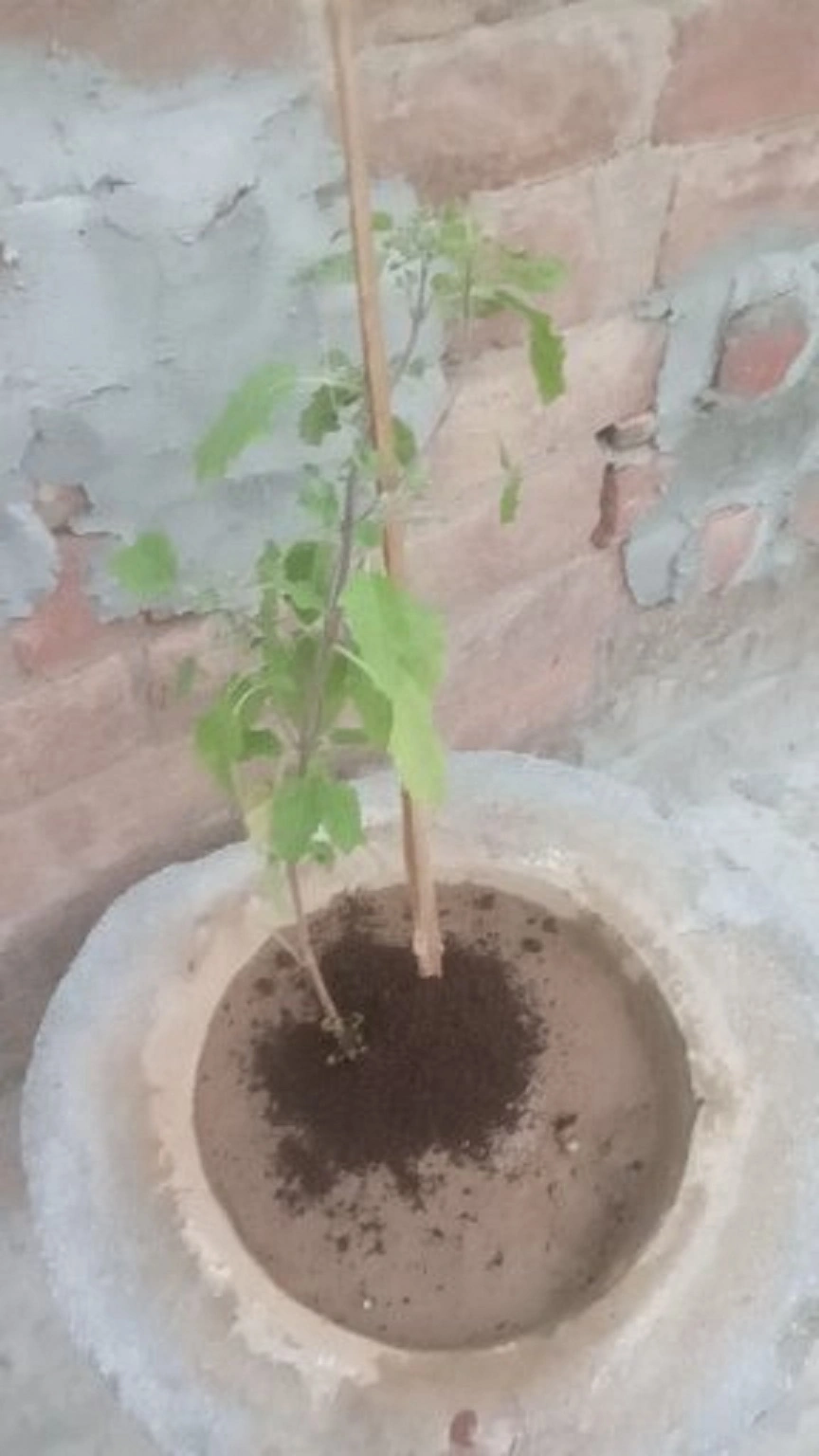 TARA  Vermicompost-1