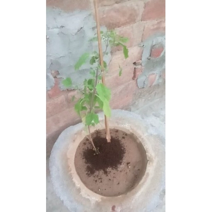 TARA  Vermicompost-1