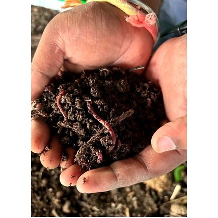 vermicompost-12724079