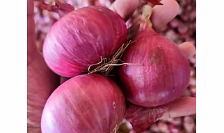 Onion