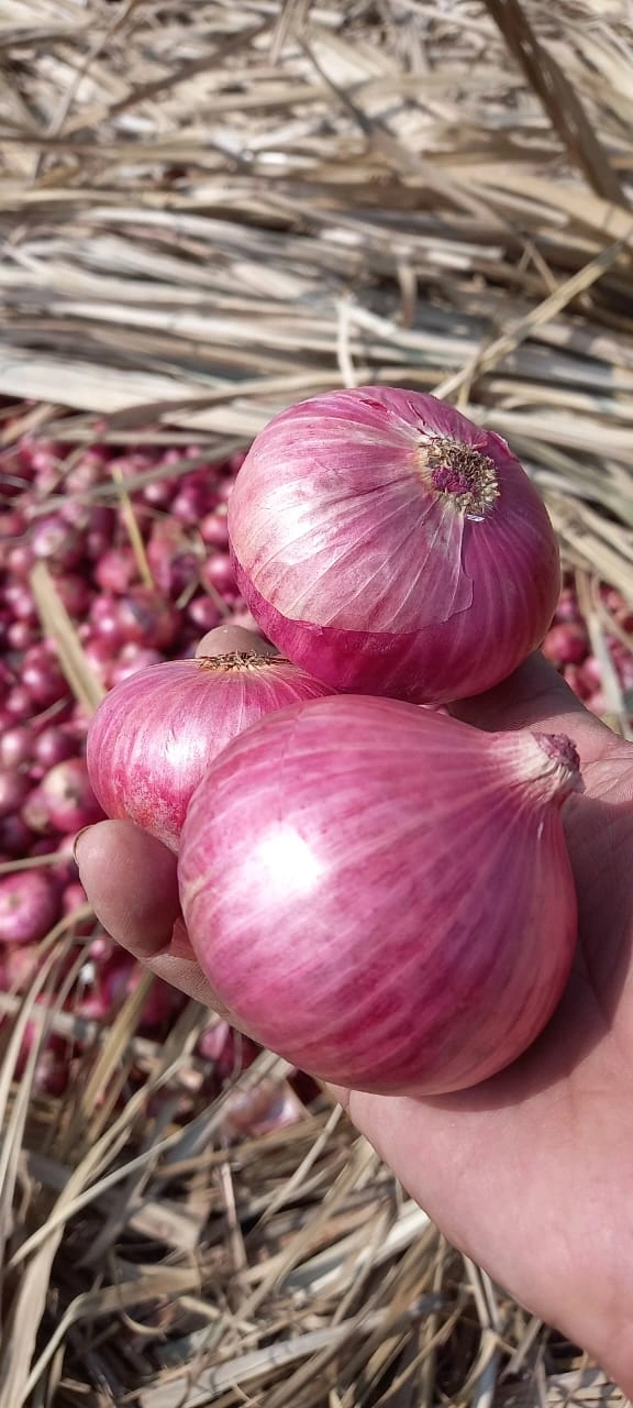 Onion-1