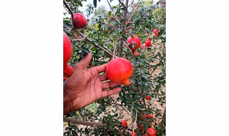 Pomegranate