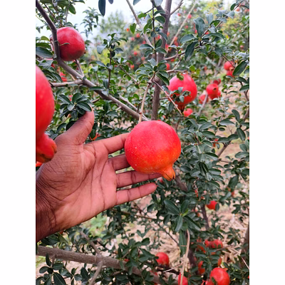 pomegranate