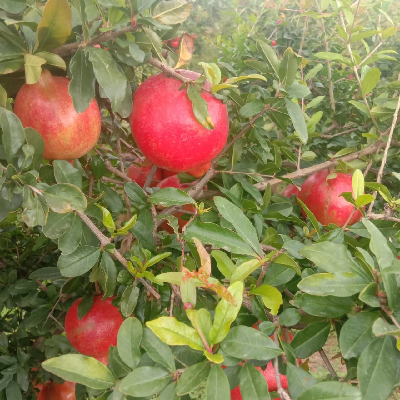 Pomegranate-3