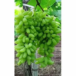 grapes