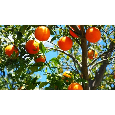 Orange-2