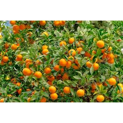 Orange-3