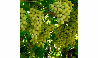 Grapes