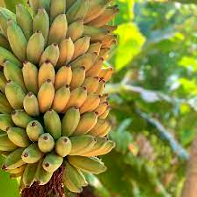 Banana-2