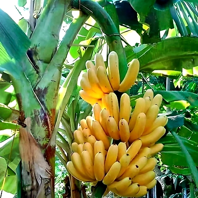 Banana-1