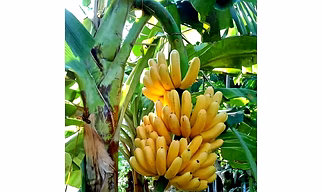 Banana