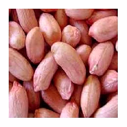 groundnut seed