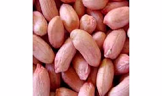 Groundnut Seed