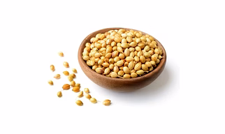 Coriander
