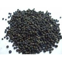 Black Pepper-1