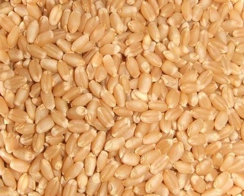 Wheat-1